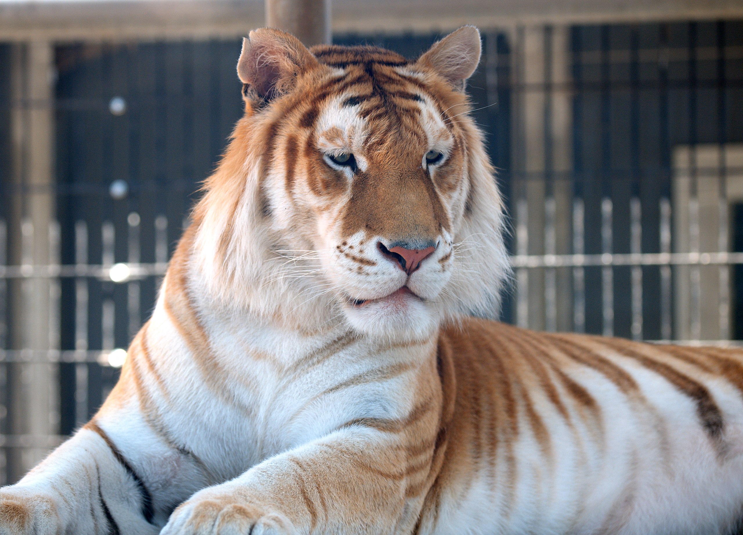 Bengal Tiger - Cougar Mountain Zoo