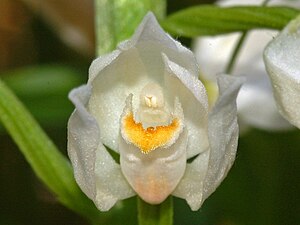 Macrophotographie en couleurs d'une fleur vue de face montrant des pétales et sépales blanc laiteux et brillants protégeant un labelle également blanc orné de petites excroissances orangées au centre.