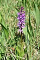 Orchis mascula subsp. speciosa