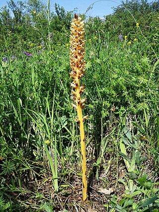 <i>Orobanche elatior</i> Species of flowering plant