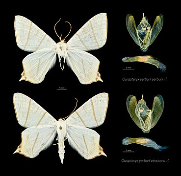 Visão geral das duas subespécies conhecidas da mariposa geômetra Ourapteryx yerburii: yerburii e virescens, com espécimes masculinos montados e genitália (exibidas separadamente) e expostas no Museu de História Natural de Londres. Um exemplo de isolamento reprodutivo, as duas subespécies externamente idênticas diferem apenas em uma única estrutura conhecida como furca na genitália masculina. Na virescens, ela “não é tão acentuadamente curvada para baixo nem dilatada”. (definição 11 831 × 11 554)