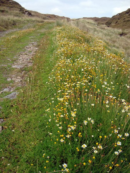 File:Ox eye daisies line mountain track - geograph.org.uk - 962853.jpg