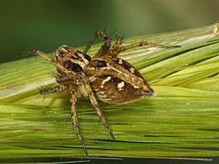 <i>Oxyopes heterophthalmus</i>