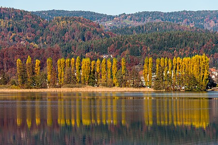 Poplar trees on the Blumeninsel ("Flower Island"), part of the lido, municipality Poertschach on the Lake Woerth, district Klagenfurt Land, Carinthia, Austria, EU