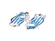1ncn: the receptor-binding domain of human B7-2