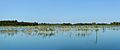 * Nomination A pond near Jeziórko 2 --Kroton 18:11, 13 September 2016 (UTC) Please have a look at your discussion page.. --Hubertl 16:36, 14 September 2016 (UTC) * Decline Looks overprocessed --Daniel Case 03:29, 19 September 2016 (UTC)