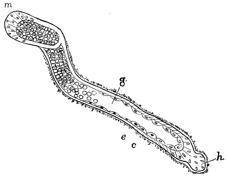 File:PSM V33 D768 Elongated root eventually feeding the hydra.jpg