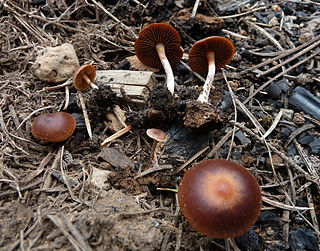 <i>Pachylepyrium</i> Genus of fungi