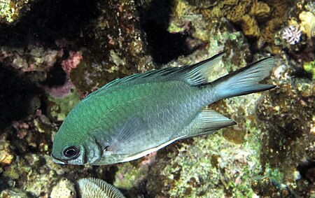 Amblyglyphidodon indicus