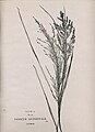 Panicum antidotale0002.jpg