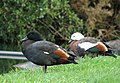 Male, left, female, right, at Karori Wildlife Sanctuary (now known as Zealandia).