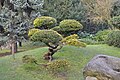 * Nomination: Taxus bacatta Dovastonii Aurea in the garden of Edmond de Rothschild, France --Moonik 14:03, 10 February 2012 (UTC) * * Review needed