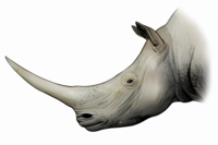 Parelasmotherium linxiaense head.png