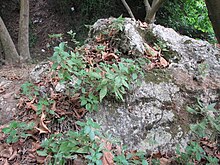 A patch of spreading pellitory in its native habitat in Lebanon Parietaria judaica in Lebanon.jpg