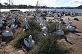 Pelecanus conspicillatus -Brisbane Water, Broken Bay, New South Wales, Australia -colony-8.jpg