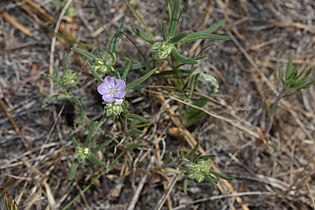 Phacelia linearis