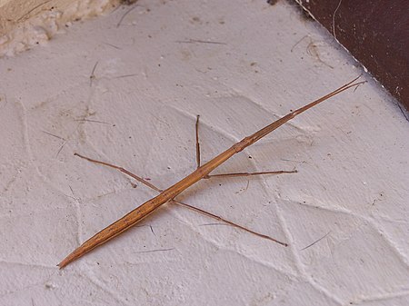 Phasmatodea-001.jpg