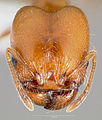 Pheidole paiute casent0005764 head 1. jpg