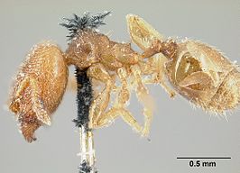 Pheidole transversostriata