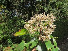 Маннаван Шола, Анамуди Шола ұлттық паркі, Керала (8) .jpg-де Photinia interifolia.