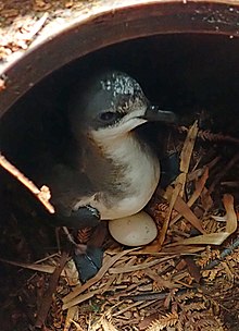 Chatham petrel in nesting box, on egg Photo 31949341 - Chatham petrel - Peter de Lange.jpg