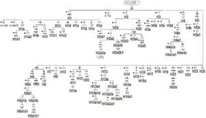 Mtdna Haplogroup H