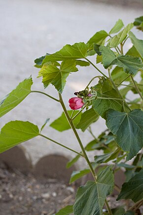 Popis obrázku Phymosia umbellata - kvetoucí.jpg.