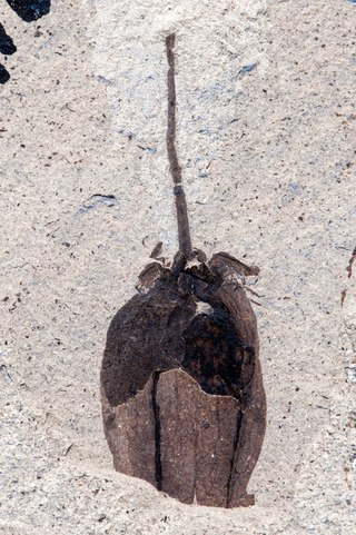 <i>Physalis infinemundi</i> Species of flowering plant