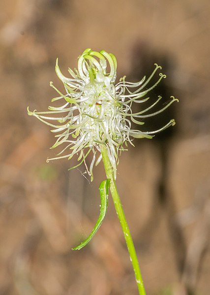 File:Phyteuma spicatum at Lac de Mines d'Or (1).jpg