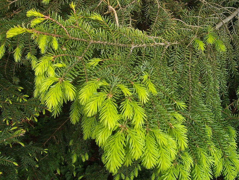 File:Picea omorika.JPG