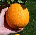 Branje naranče