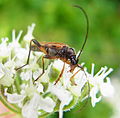 Pidonia lurida