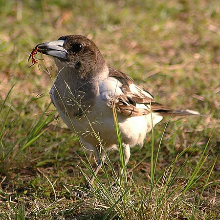 Tập_tin:Piedbutcherbird.jpg