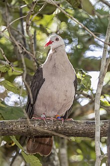 On Ile aux Aigrettes Pink pigeon (Nesoenas mayeri) 2.jpg