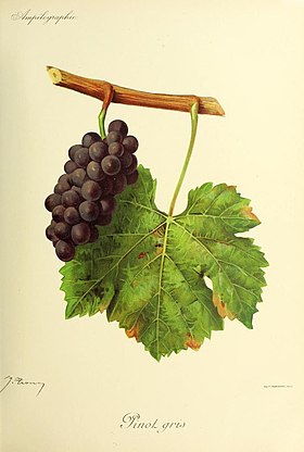 Pinot gris (odmiana winogron)