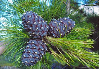 Foliage and cones, Ural Mountains, Russia