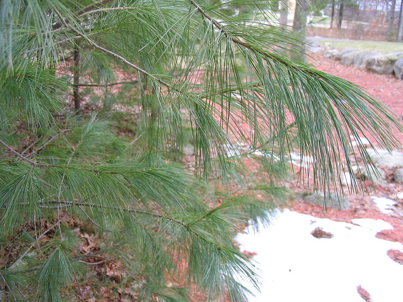 File:Pinus strobus.jpg