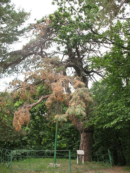 File:Pinus sylvestris Прохорівка.jpg