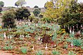 Bosque mixto, encina y quejigos con sotobosque de gamones y aliagas.