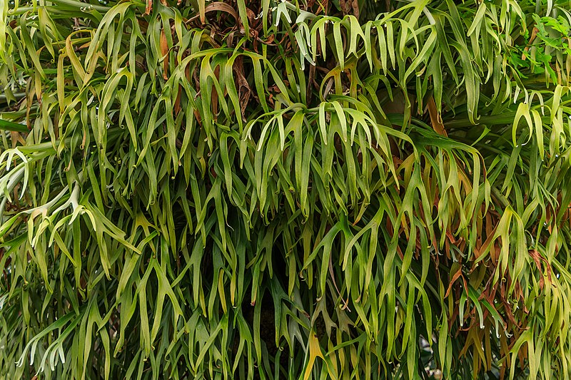 File:Platycerium bifurcatum - Jardim Botânico da Madeira 01.jpg