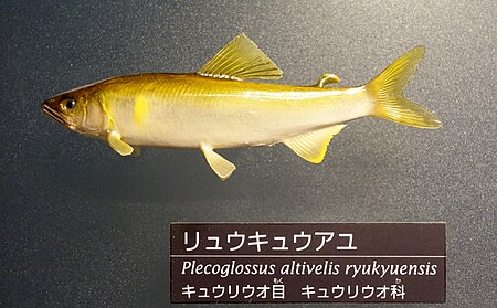 ไฟล์:Plecoglossus_altivelis_ryukyuensis_-_National_Museum_of_Nature_and_Science,_Tokyo_-_DSC06855.JPG