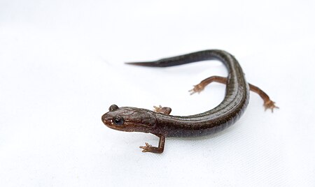 Plethodon richmondi