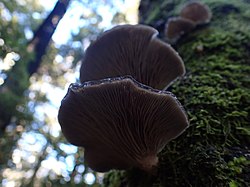 Pleurotus purpureoolivaceus 2.jpg