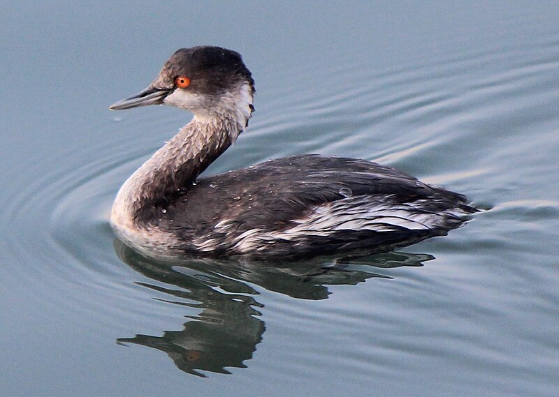 File:Podiceps nigricollis s2.JPG