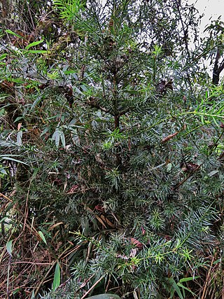 <i>Podocarpus glomeratus</i> Species of conifer