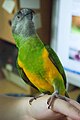 Poicephalus senegalus -pet looking upwards-8a.jpg