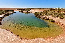 Poisson dans le désert (lagune imlili dakhla).jpg