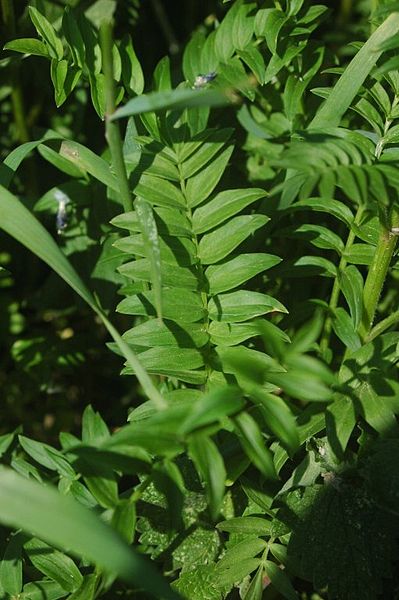 File:Polemonium caerulum sk2.jpg