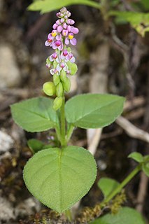 <i>Polygala tatarinowii</i> species of plant