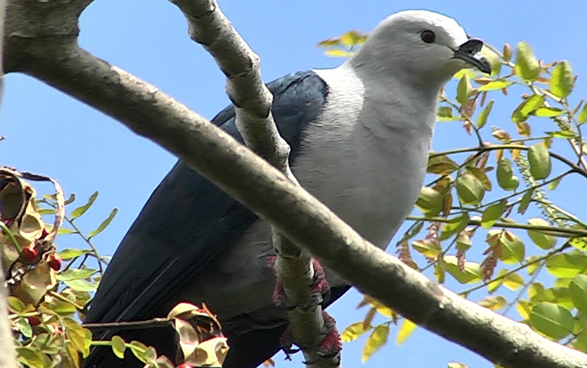Polynesian imperial pigeon - Wikipedia